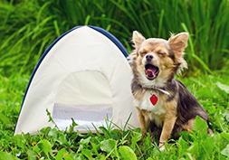 Campings honden toegestaan